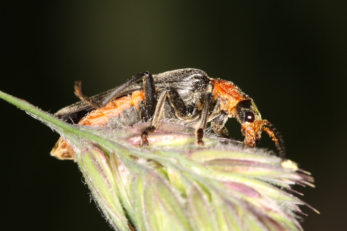 Macro chalet Juin 2010 - 019